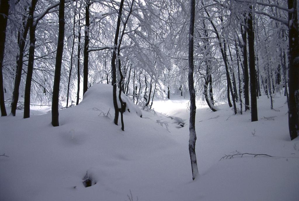 nella foresta del Monte Penna salendo verso l'attacco del canale (28-1-2001)