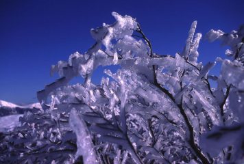 cespugli ghiacciati nel bosco verso il Passo della Boccaia (11-2-2001)