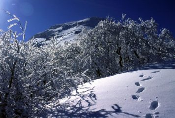 ambientino incantevole lungo la prima parte della cresta NO del Monte Giovo (11-2-2001)