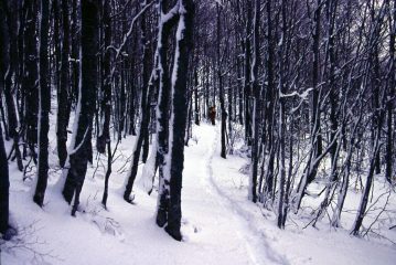 tracciando la pista nel bosco (17-2-2002)