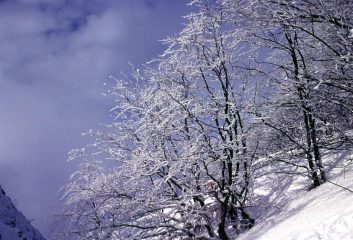alberi ghiacciati sulle pendici del Maggiorasca (17-2-2002)