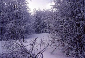 ambientino invernale al Maggiorasca (17-2-2002)