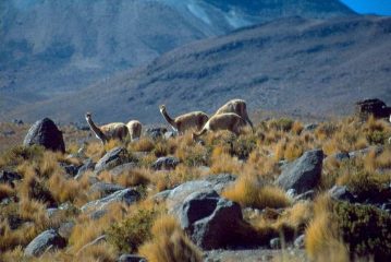 Vigugna selvatiche nella puna boliviana