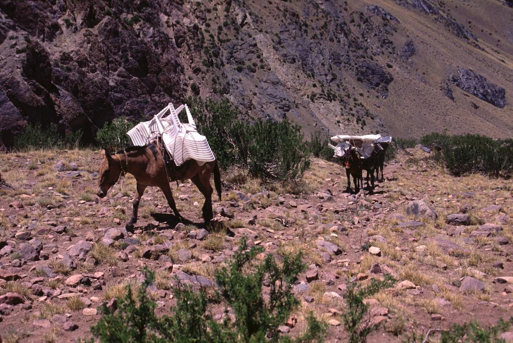 arrivano i nostri muli a Pampa de Lenas (8-1-2005)