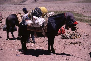 uno dei nostri muli appena arrivato a Casa de Piedra m. 3200 (9-1-2005)