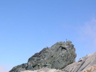 Marmotta in vetta al Monte Maniglia