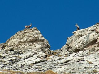Stambecchi sulla cresta dal Colle Morefreddo a pochi metri dalla vetta
