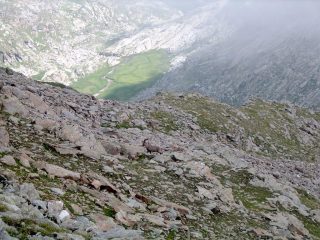 Stambecco sul pendio finale di salita del Monte Giavino