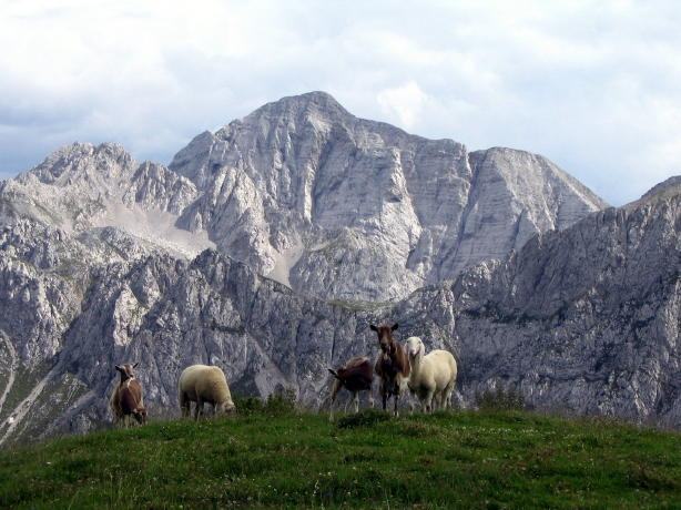 Cima della bacchetta (Concarena) e capre orobike dal Monte Campione