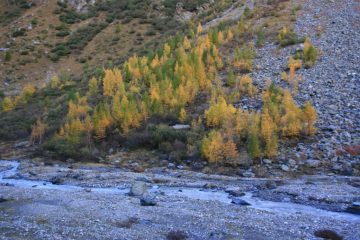 colori autunnali nel vallone di salita (6-10-2007)