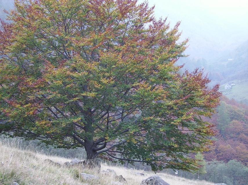 autunno in Val Grande