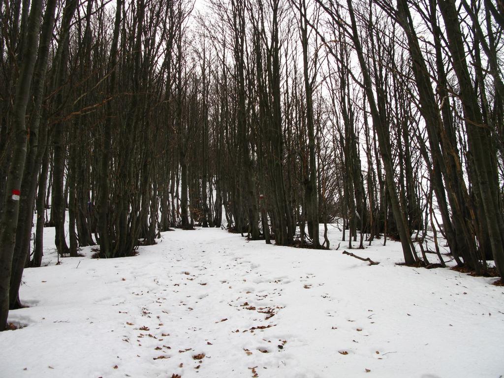 il bosco iniziale, sopra il Passo del Lagastrello (27-1-2008)