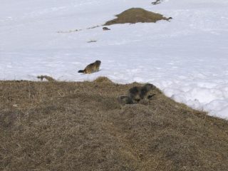 Marmotte nei pressi dell'alpe di entrelor
