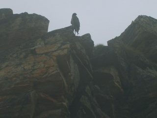 Aquila appollaiata su una roccia nei pressi del lago Agnel.