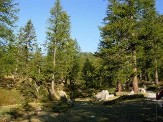 Il bosco di conifere all'inizio dell'itinerario