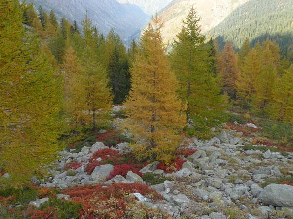 Pennellate d'autunno