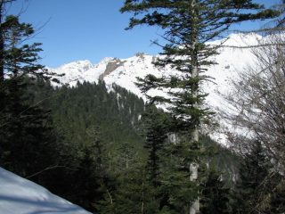 L'abetaia di Ribordone vista dai pressi della Cima Tirolo