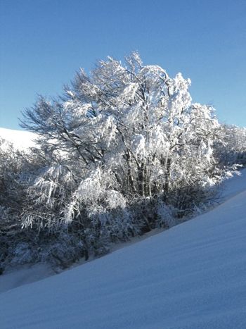 neve abbondante sulla faggeta di Val di Canatra - foto di Silvia