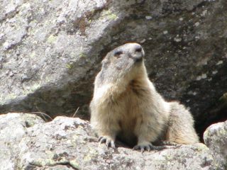 Zoom su simpatica marmotta, salendo al Pian Azaria