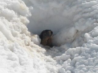 Marmotta in avanscoperta