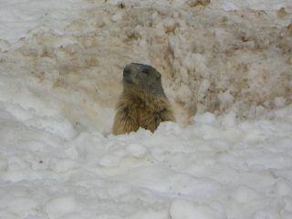 Una marmotta curiosa scendendo verso Saas Fee