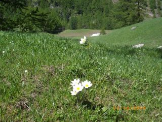 primavera a Bout du Col