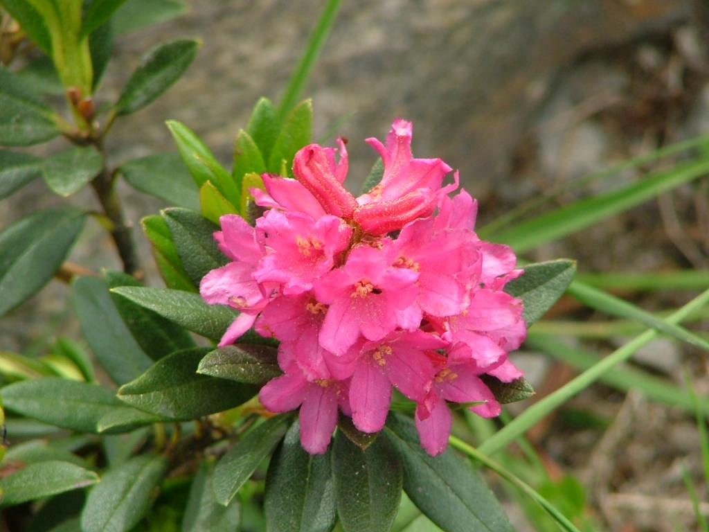 fioritura di rododendro