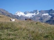 mucche al pascolo e paesaggio spettacolare