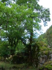 alberi secolari nella valle della Legna