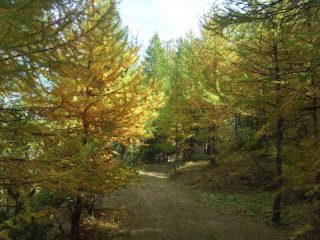 02 - il bosco autunnale lungo la strada da Chabaud al Monte Giassez