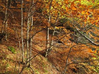 Nel bel bosco colorato dall'autunno