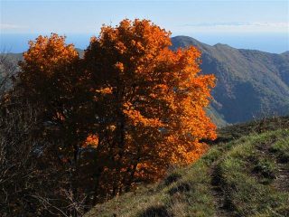 ...un albero arancione, fa capolino la Corsica