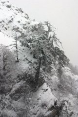 Pini loricati nella tormenta sulla parete sud di Serra del Prete