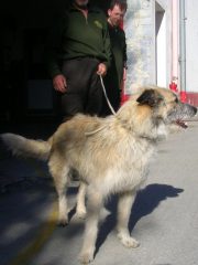 Il cane affidato alla cure dei pompieri di Dongo