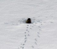 Marmotta curiosa