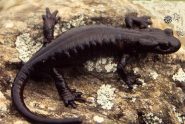 La salamandra nera del pian del Re