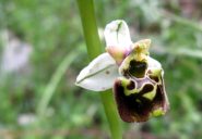 Orchidea selvatica (gen. Ophrys; particolare)