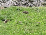 Marmotte super tranquille