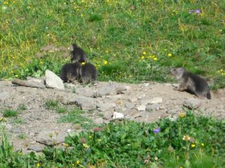 Cuccioli di marmotta nei pressi del Ref. du Viso....