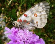 Parnassius apollo la più bella farfalla delle alpi