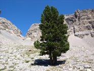 Il grosso albero solitario del Vallon Froid