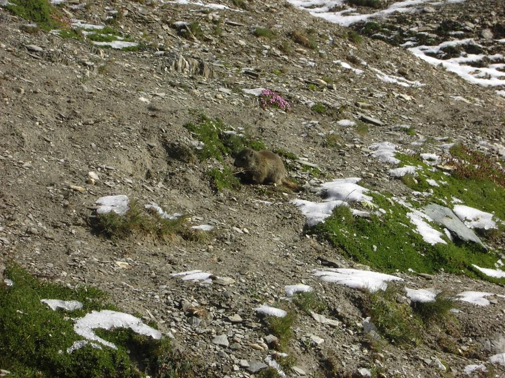 Una simpatica marmottina nel Vallone del Maurin.