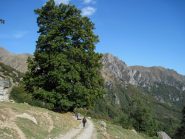 Faggi secolari all'Alpe Milone