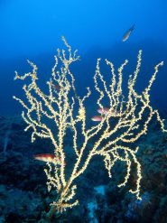 Un bellissimo ramo di gerardia (o falso corallo nero)