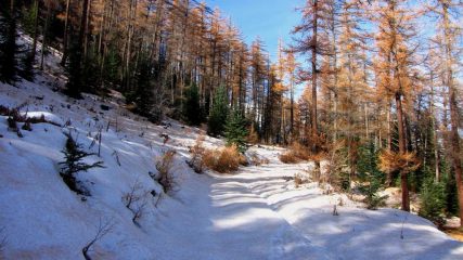 salendo nel bosco di Traverse et Melezen (13-11-2010)
