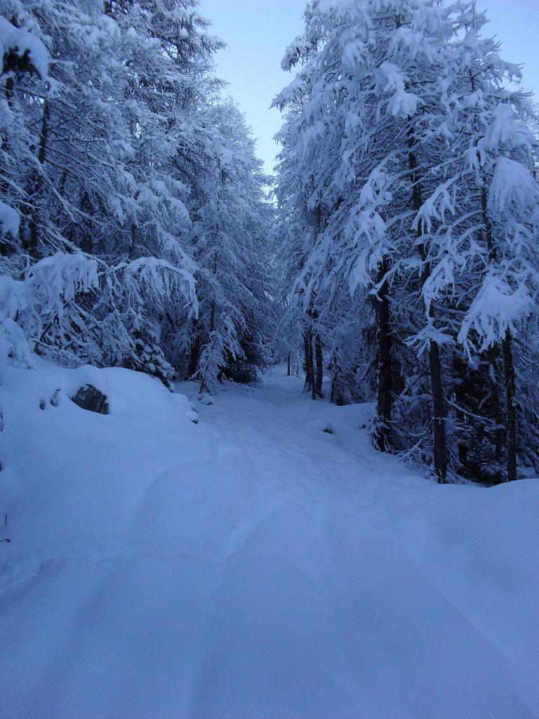 in salita nel bosco,neve immacolata