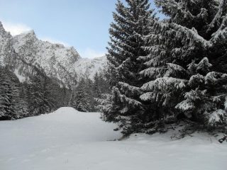 in neve intonsa all'inizio del bosco