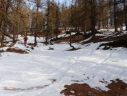 bosco scarso di neve