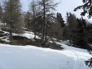 la poca neve nel bosco