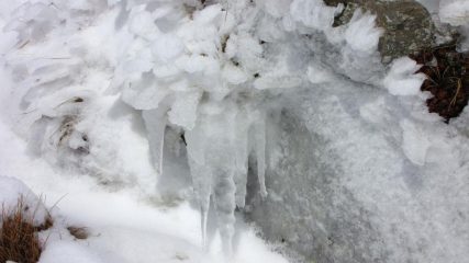 piccoli cespugli ghiacciati sulla cresta Sud del Cimone (18-3-2011)